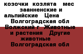 козочки (козлята 4 мес.) заанненские и альпийские › Цена ­ 2 000 - Волгоградская обл., Волжский г. Животные и растения » Другие животные   . Волгоградская обл.